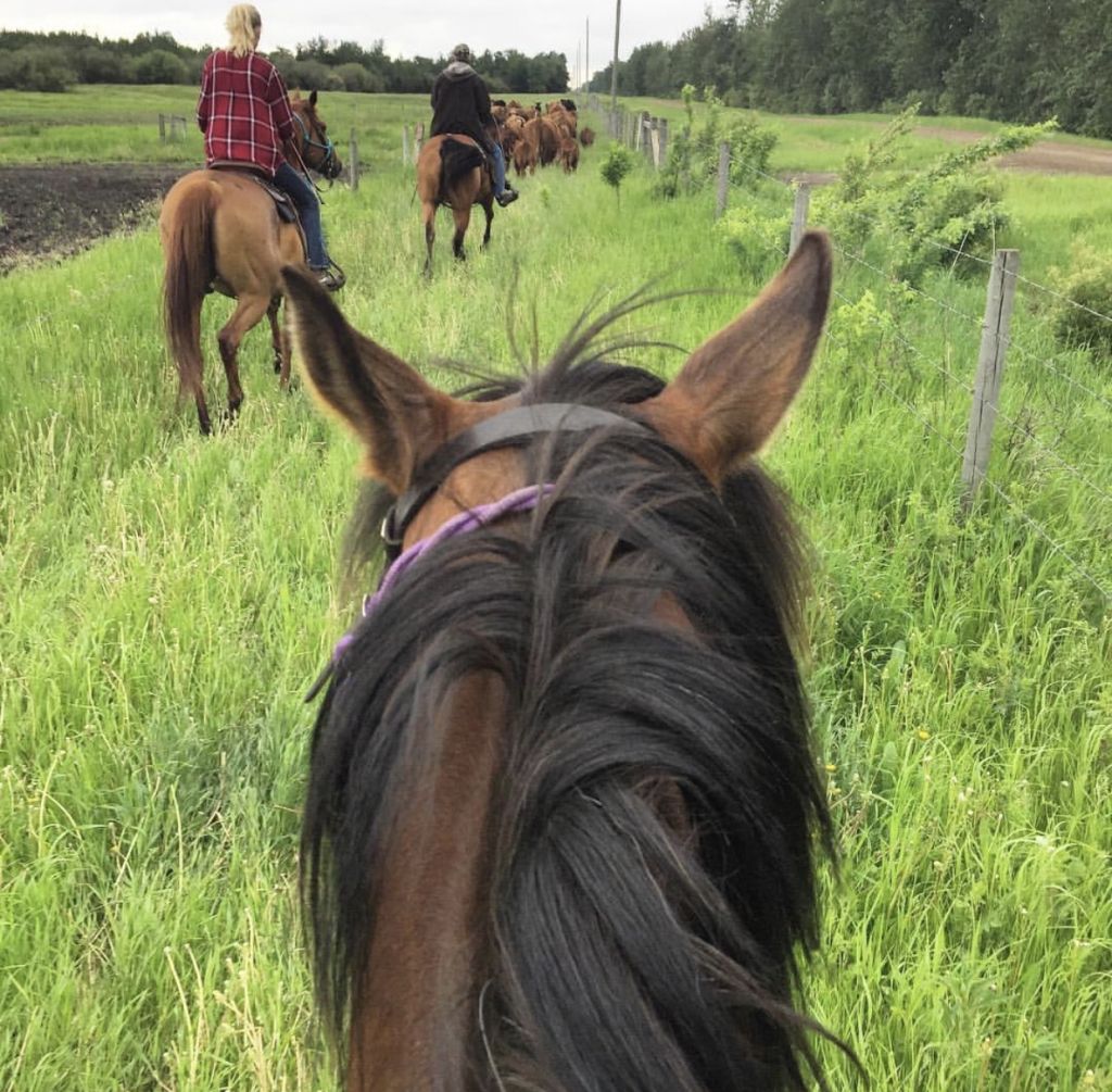 Esperienza da cow boy in canada