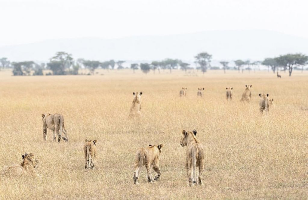 Safari Tanzania