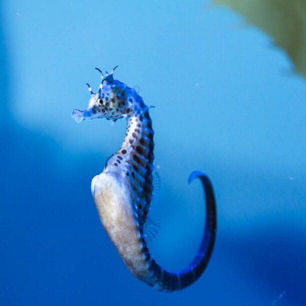 acquario di genova