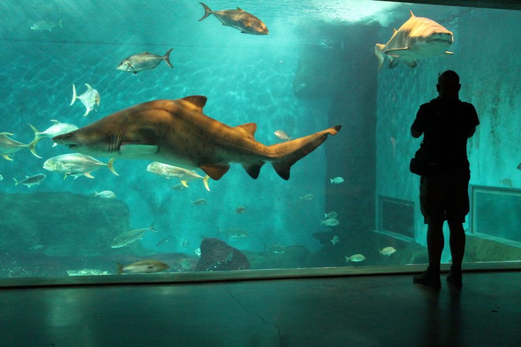 Acquario di Siviglia
